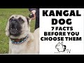 Before You Buy A Dog THE KANGAL 7 Facts To Consider DogCastTV
