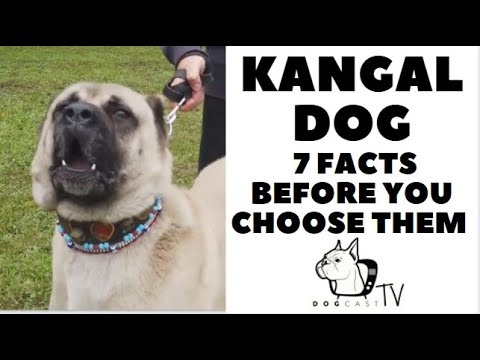 YouTube video about: How much do kangal dogs cost?