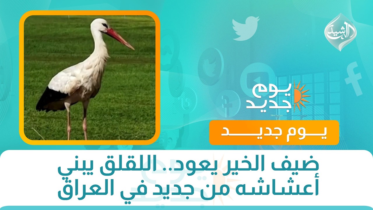 فيديو | ضيف الخير يعود.. اللقلق يبني أعشاشه من جديد في العراق