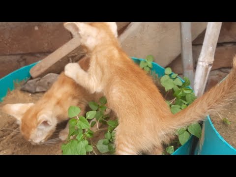 betwine chunnu munnu talking!cat takes good care of cleanliness