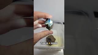 Download lagu This raw blue amber is better than I thought mp3 Download lagu This raw blue amber is better than I thought mp3