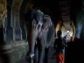 Elephant walking in the temple corridor Rameshwaram  Tamilnadu