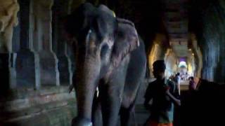 Elephant walking in the temple corridor, Rameshwaram 