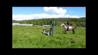 preview picture of video 'Talisman - registered Trakehner Gelding'