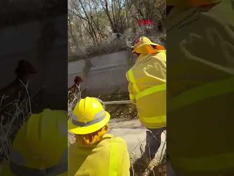 Neuquén: Dramático rescate de una potranca atrapada en un canal de riego
