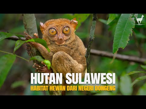 Hutan Sulawesi: Habitat Satwa dari Negeri “Dongeng”, Daerah Paling Unik di Indonesia