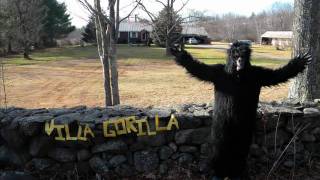 Gorilla, You&#39;re A Desperado - Warren Zevon