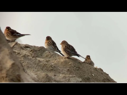 Linnet vs Twite — rozdiely v identifikácii