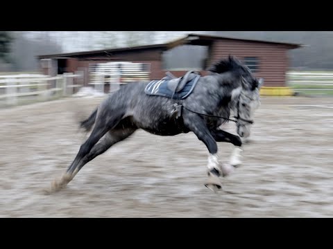 Bourbon lässt die Sau raus! Der knuffige Wallach lernt schnell und baut in allen Bereichen auf