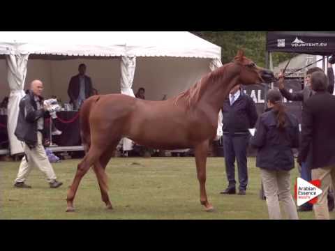 N.147 LS ZA VORONICA BEY - Bruges 2015 International - Fillies 3 years old (Class 105)