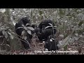 Honey sharing in wild chimpanzees of the Taï Forest - Taï Chimpanzee Project