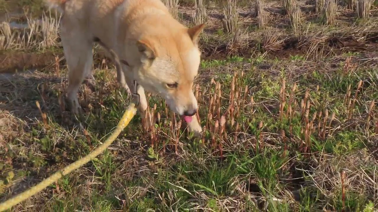 土筆を食べ歩く柴犬ユズ