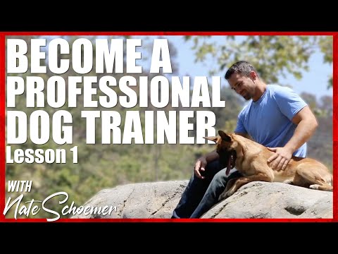 Become a Professional Dog Trainer. Lesson 1 - Terminology