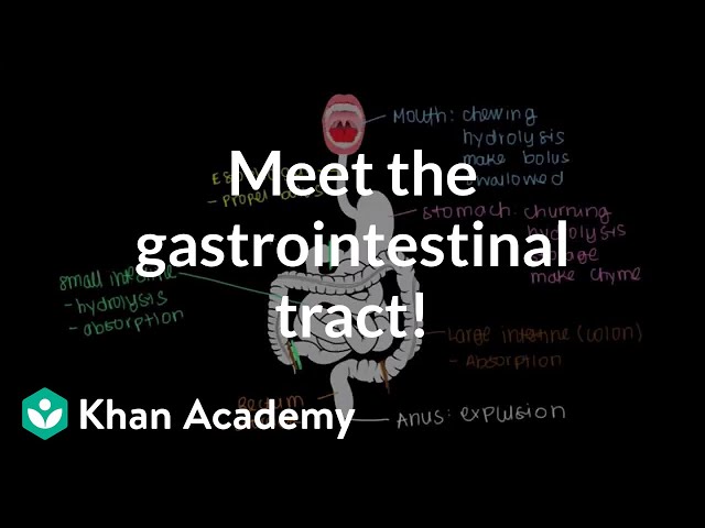 הגיית וידאו של gastrointestinal tract בשנת אנגלית
