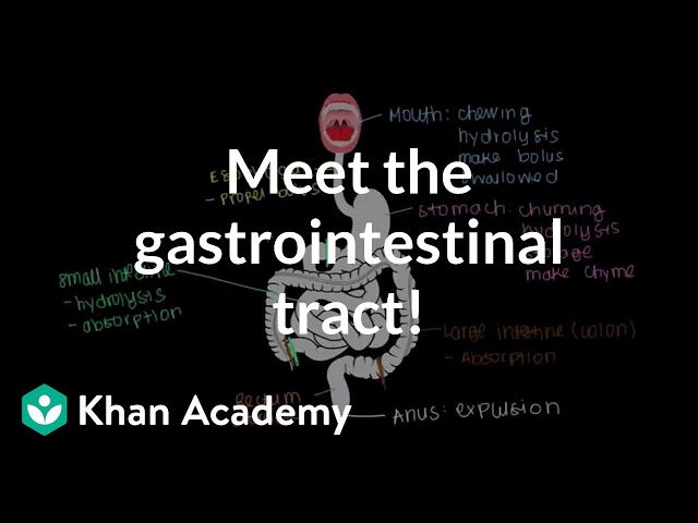 Προφορά βίντεο gastrointestinal tract στο Αγγλικά