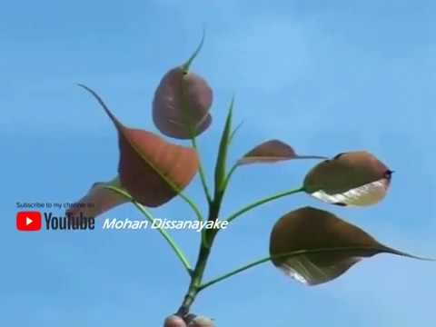 Jayasirima Hamuduruwane - Deepika Priyadharshani