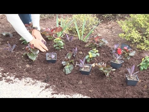 download lagu mp3 mp4 Large Summer Flowers, download lagu Large Summer Flowers gratis, unduh video klip Large Summer Flowers