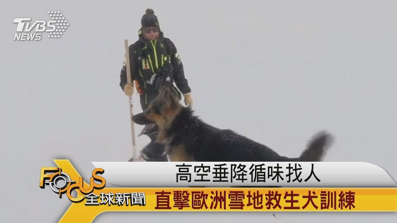高空垂降循味找人 直擊歐洲雪地救生犬訓練