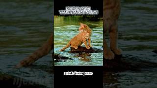 Kucing oren ini ngenes banget gais‼️ #ci