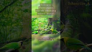 Download lagu Terapi/Pancingan cucak ranting/ijo macet bunyi #shorts #shortsvideo mp3