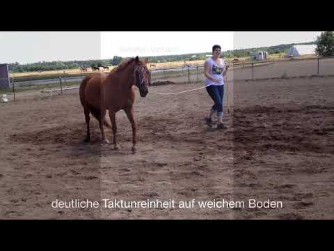 Sehnenschaden beim Pferd mit NeuroStim®gezielt behandeln