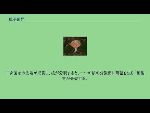 Phycomyces sp.の胞子嚢。その菌糸によって支えられている