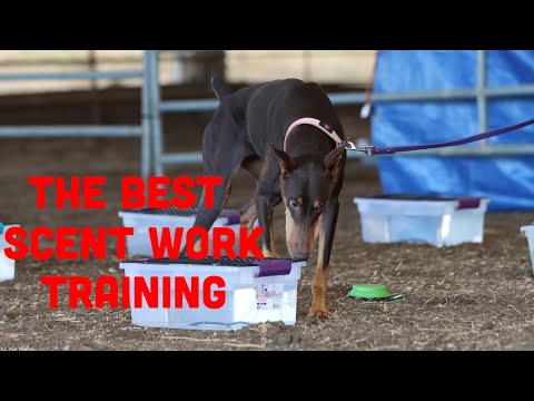 Train Your Dog to Search for Odor in One Scent Work Lesson!
