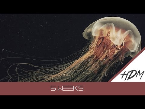 Lomax & Focus- 5 Weeks