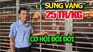 Harvesting Golden Horns Sold for More Than 25 Million VND/Kg, Opportunity for Farmers to Change...