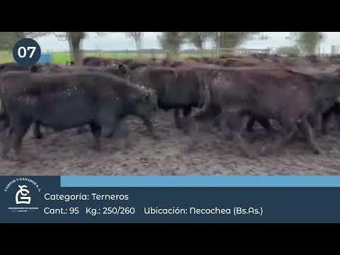 Lote Tr Machos - Energía, Necochea Bs As