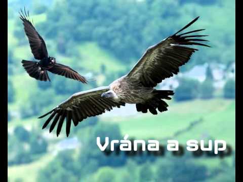 Báseň - Vrána a sup