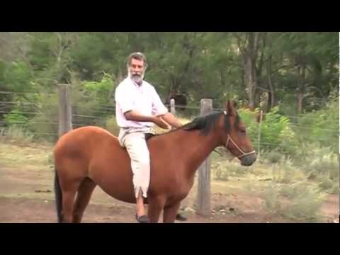 Treinamento e domesticação  - Doma India Horse  - Comportamento Equino