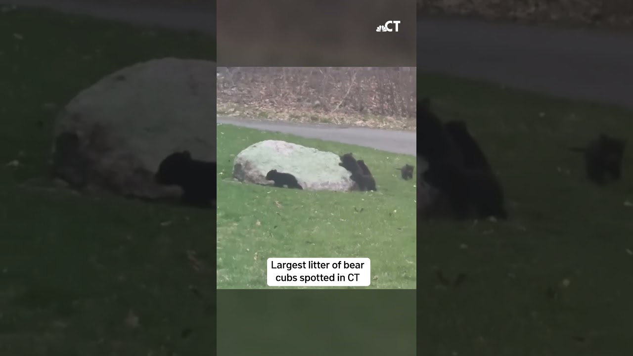 Record-setting five bears spotted in Connecticut | NBC Connecticut