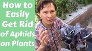 How to Easily Get Rid of Aphids on Plants