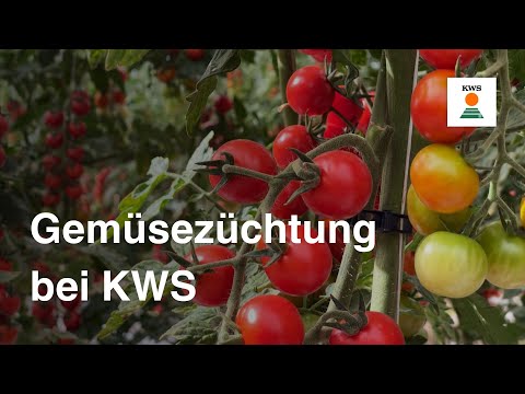Lecker und lagerfähig – Gemüsezüchtung bei KWS
