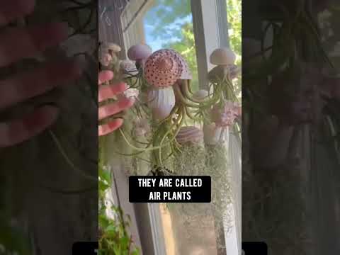 Adding air plants inside seashells to turn them into aerial jellyfish!