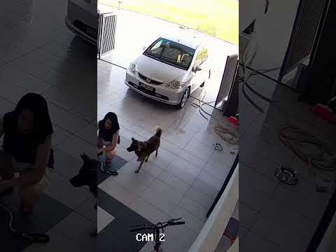 Peace 🕊️ #morningroutine #vlog #funny