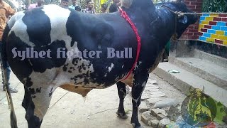 preview picture of video 'Sylhet bull Fight salutikor (banglar raja sitra ) Angarjur gram 2015'