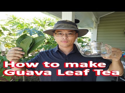 image-What are the benefits of drinking guava leaf tea?