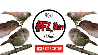 Download lagu Mp3 Pikat Suara Burung Flamboyan mp3 Download lagu Mp3 Pikat Suara Burung Flamboyan mp3