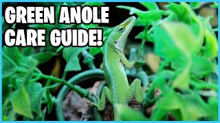 How to take Care of Green Anoles! Green Anole Care Guide!