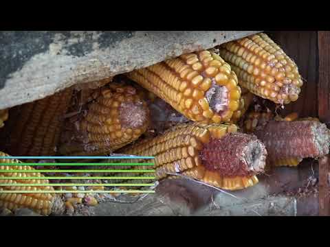 Agro Karavan - Trstenik ep.13 11.02.2018.