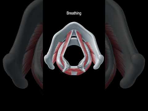Vocal Cord Muscles (Adduction and Abduction) #shorts  @fauquierent ​