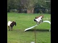 Afv Goat