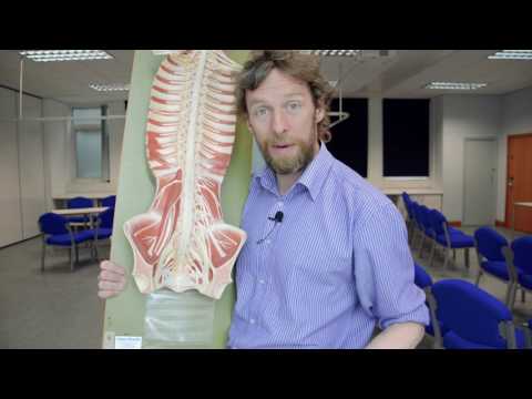 Lumbosacraler Plexus