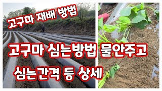 고구마 심는방법 물 안주고 심는방법 심는 간격 등 상세 정보 공유 [고구마재배방법]