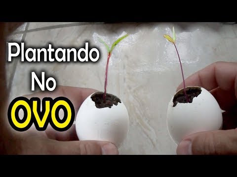 , title : 'Plantando na Casca de OVO Fazendo mudas Fácil'