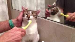 Cat likes to get teeth brushed
