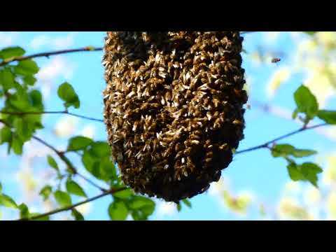 Natürliches Bienennest Bienenstock Bienen Nest Bienenwaben im Baum Buche Burgberg Pitten