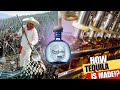 How TEQUILA Is Made From Agave Plant DON JULIO Tequila Production